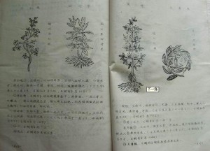 本草图经