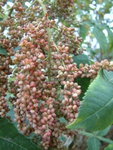 五倍子-原植物(图一)