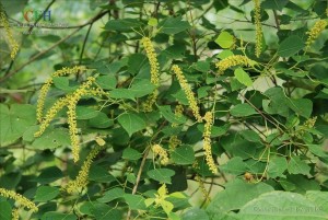 乌桕的花序
