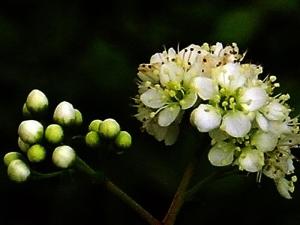 万年青花图册