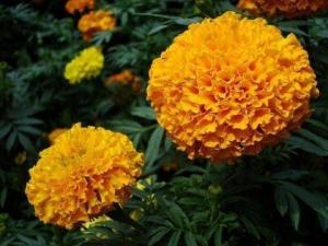 万寿菊
