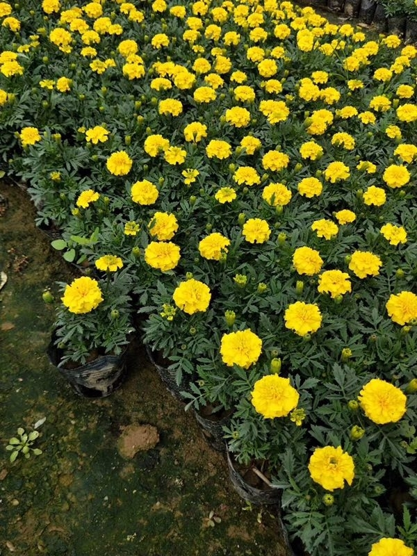 万寿菊