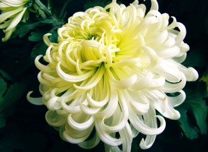 芙蓉菊