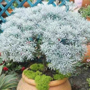 芙蓉菊