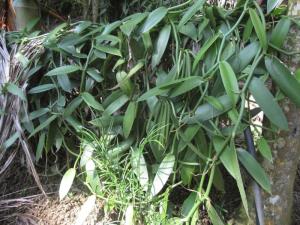 香草兰图册