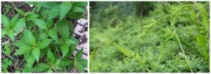 溪黄草