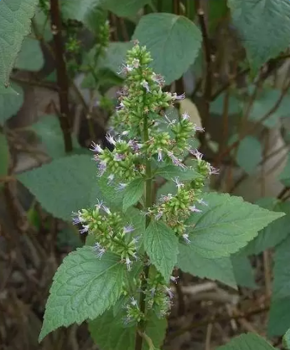 溪黄草