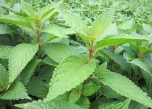 溪黄草