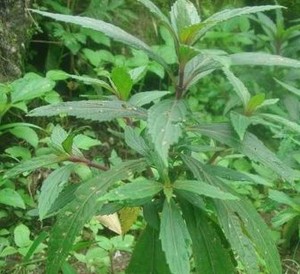 溪黄草