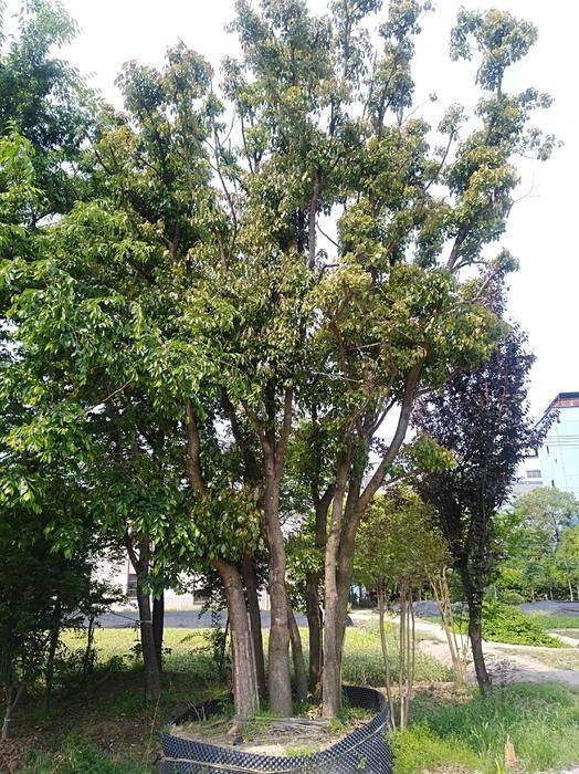 香樟