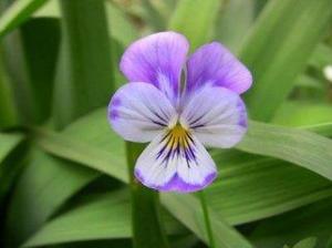 香堇菜
