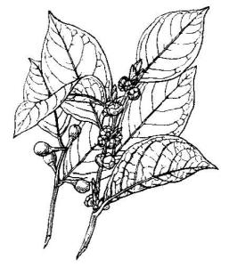 植物-香叶树(图2)