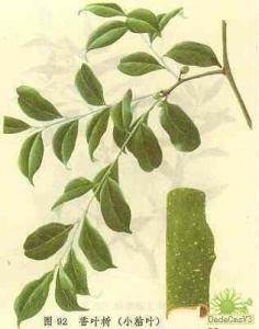 植物-香叶树(图1)