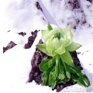 雪莲花