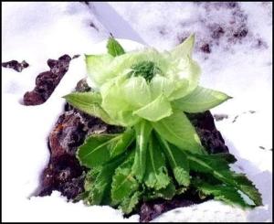 雪莲花