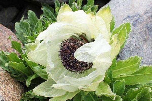 雪莲花