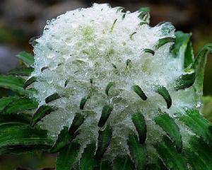 水母雪莲花