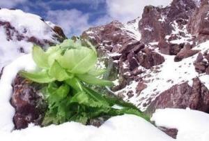 雪莲花