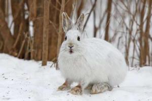 雪兔