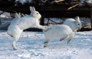 雪兔