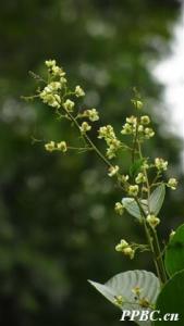 锡叶藤 Tetracera sarmentosa