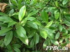 锡叶藤 Tetracera sarmentosa