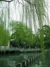 西河柳