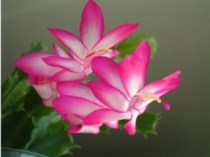 蟹爪兰
