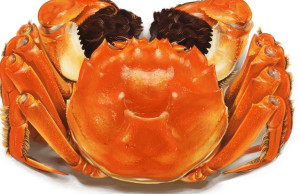 螃蟹