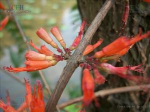 虾子花图册