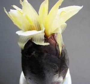 蘘荷