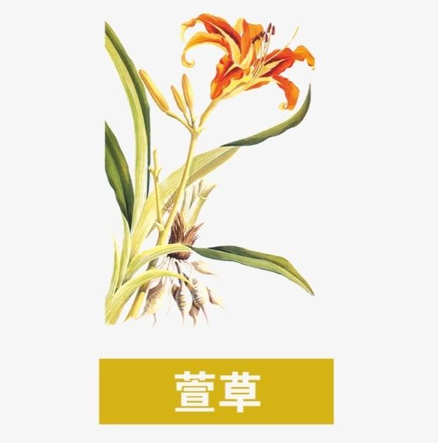 萱草图册