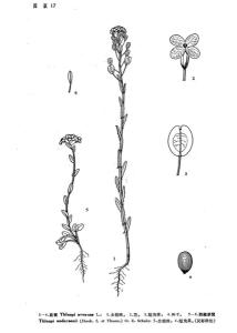 菥蓂
