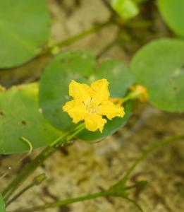 莕菜