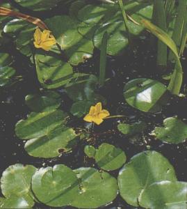 莕菜图册