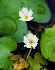 莕菜