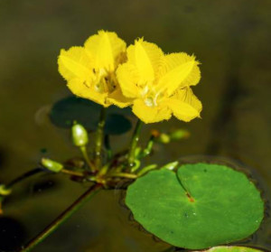 莕菜