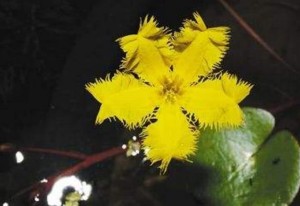 莕菜