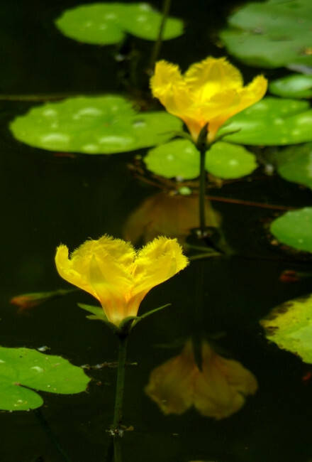莕菜