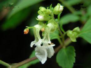 细锥香茶菜