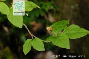 纤齿卫矛图册