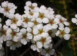 笑靥花