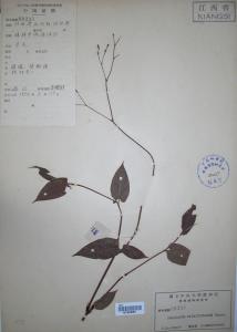 稀花蓼图册
