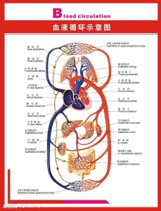 血液循环图