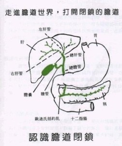 胆