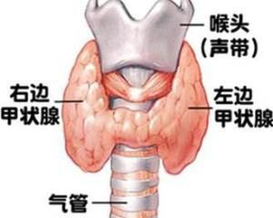喉咙