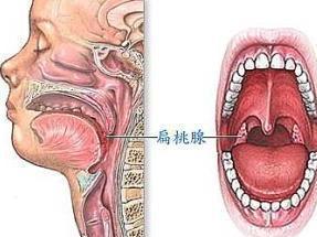喉咙