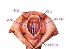 喉咙