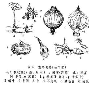 茎