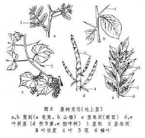 茎